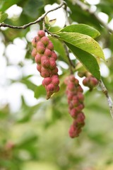 Magnolia kobus fruits / Magnolia kobus has white flowers in early spring, and its knob-like fruits ripen red in autumn.