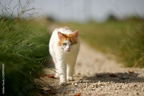 Chat Roux Et Blanc Stock Photo And Royalty Free Images On