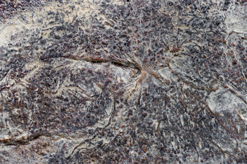 Texture of the underside of bread. Abstract. Macro bread surface. 