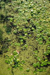 little lily pads in a swamp