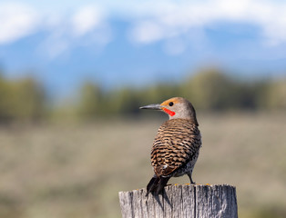 Red Shafted Flicker