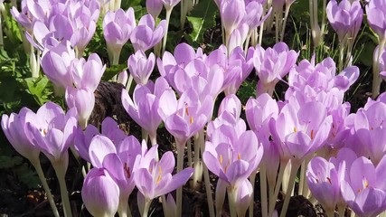 Beautiful flowers of Colchicum autumnale, also known as autumn crocus, meadow saffron or naked ladies, Plants are deadly poisonous due to their colchicine content.