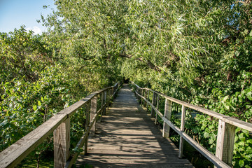 wood walkway nature path