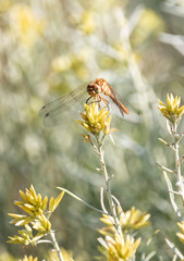 Orange Meadowhawk Dragonfly