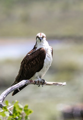 Osprey