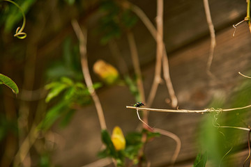 Mouche verte métallique faisant sa toilette