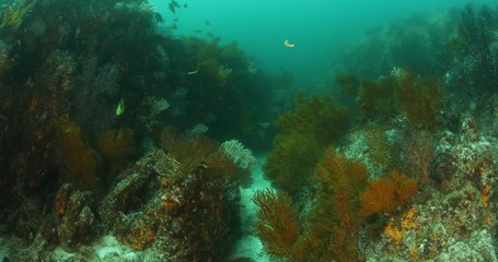 Coral reef scenics from the sea of cortez, Mexico.