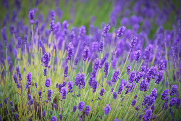Naklejka premium Blooming lavender fields in Pacific Northwest USA