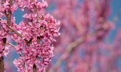 Pink flower clusters of an Eastern Redbud tree in early spring, with copy space on right