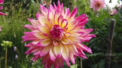 Beautiful flower of dahlia nenekazi.