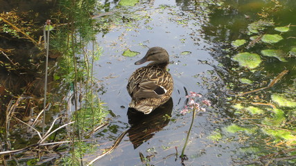 Duck