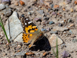 Painted Lady Butterfly