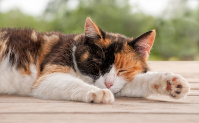 Naklejka na ściany i meble Calico cat sleeping peacefully on a wooden porch