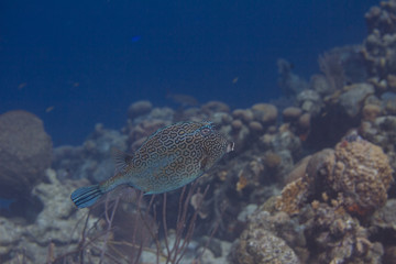 Honeycomb Cowfish
