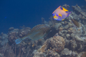 Honeycomb Cowfish and Queen Angelfish