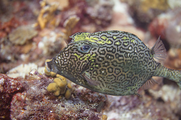 Honeycomb Cowfish