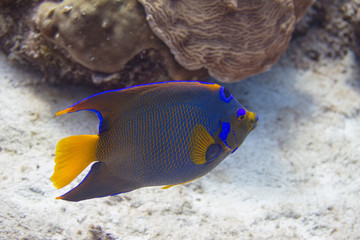 Obraz premium Queen Angelfish