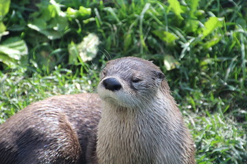 The Otter, Edmonton Valley Zoo, Edmonton, Alberta