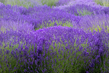 Naklejka na ściany i meble Blooming lavender fields in Pacific Northwest USA
