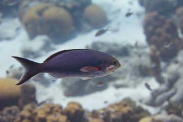 Creolefish with Parasite