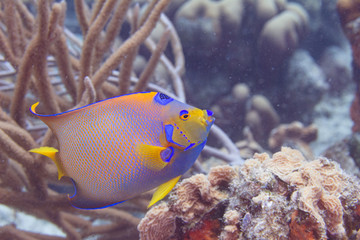 Queen Angelfish