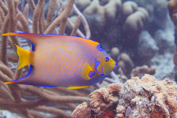 Naklejka premium Queen Angelfish