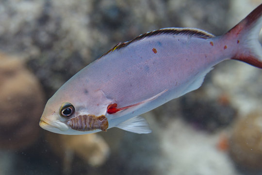 Creolefish with Parasite