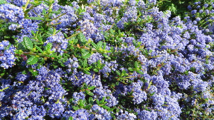 Californian Lilac
