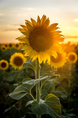 Sunflower Fields at Sunset Colorado