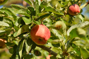 Magnifique pomme rougissante au soleil