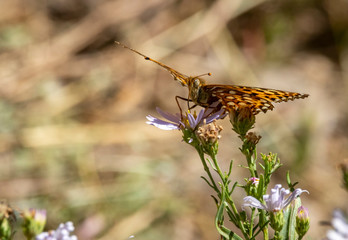 Painted Lady Butterfly