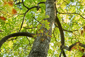 Feuilles de marronnier rougissant