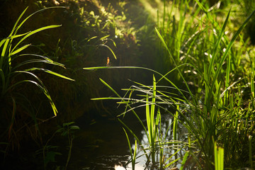 Libellule demoiselle brune cuivrée