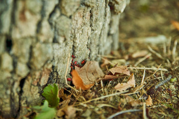 Gendarmes sur l'écorce, abrités par une feuille 