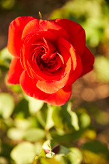 Rose rouge épanouie et son bouton, au crépuscule