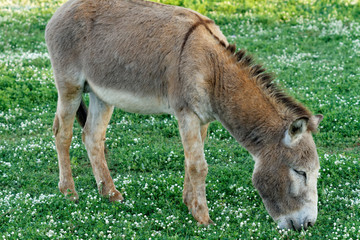 Naklejka na ściany i meble Donkey from Brijuni National Park, Croatia