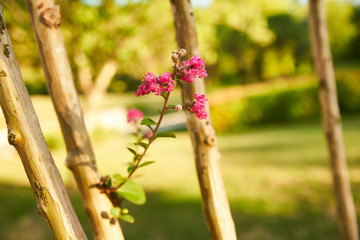 Tige de Lilas des Indes,  magnifique arbuste aux fleurs roses