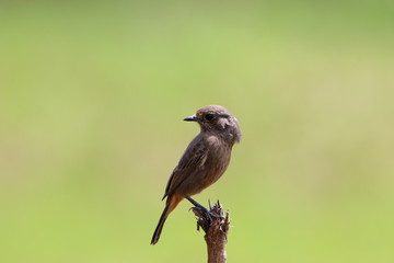 Bird on branch