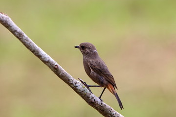 Bird on branch