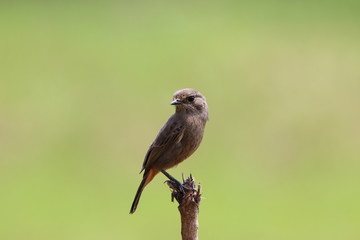 Bird on branch
