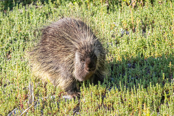 Porcupine 2