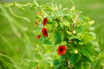 Fleur rouge orangée, Suzanne aux yeux noirs