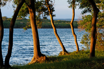 Fototapeta premium Oak trees on a coast of Brijuni National Park