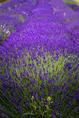 Fototapeta na wymiar Blooming lavender fields in Pacific Northwest USA