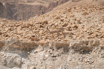 Close Up View of Hurd of Nubian ibex on a Ledge