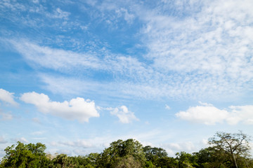Obraz premium Blue sky and beautiful cloud with meadow tree.