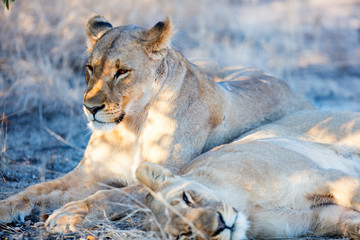 Female lions in Africa