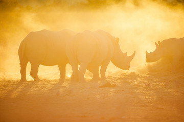 Fototapeta na wymiar White rhinos in safari park