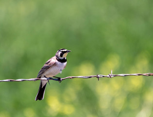 Horned Lark