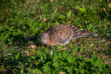 duck in the grass